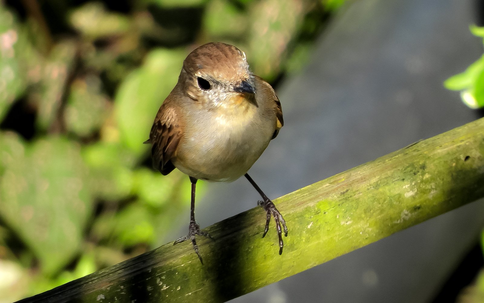 Bird Watching