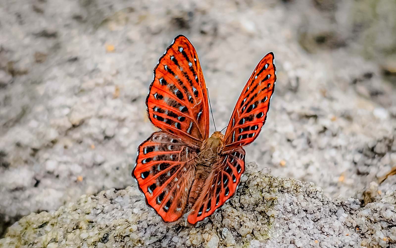 Butterfly 3